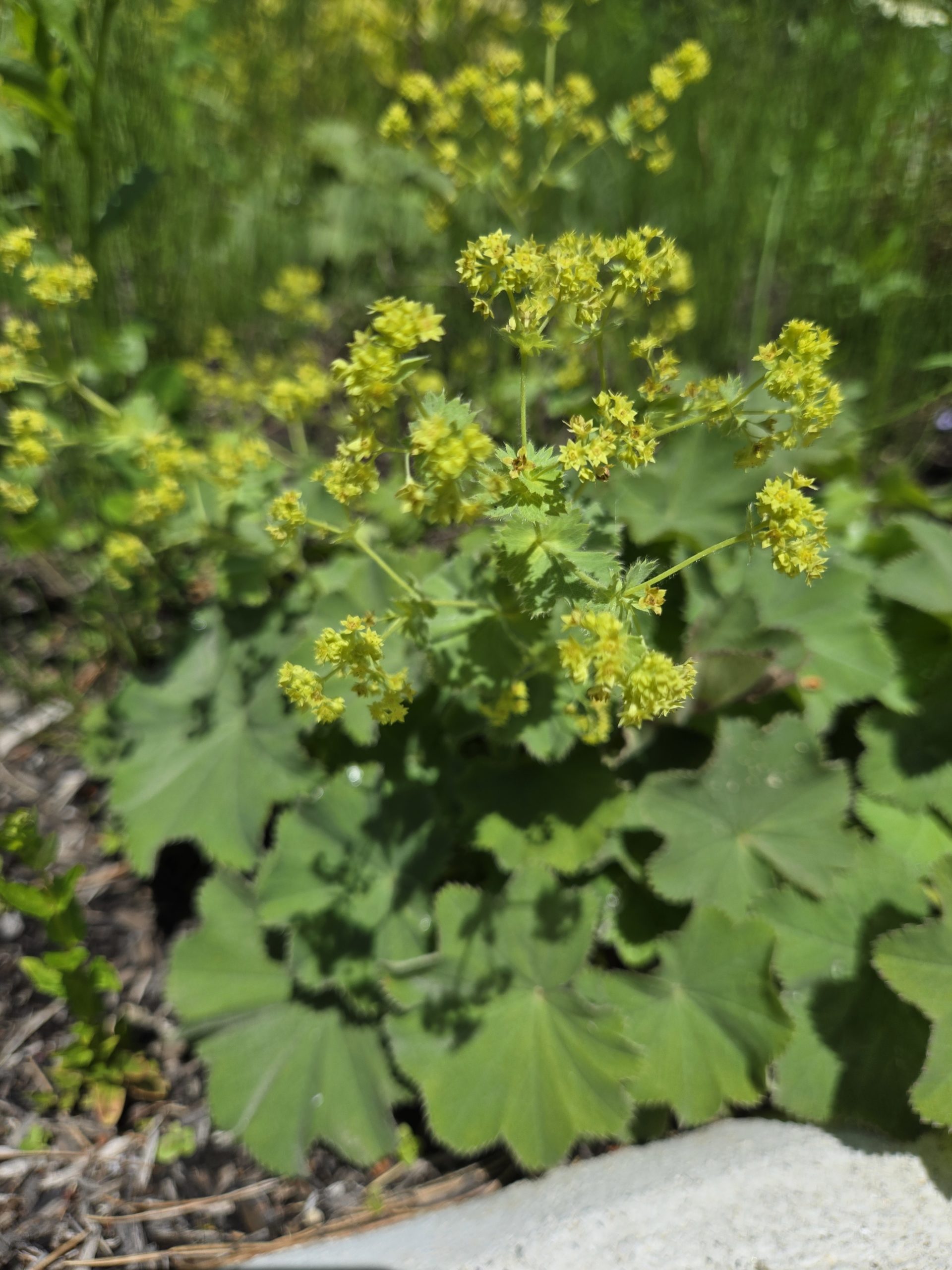 【女性の味方】レディースマントルの効能とハーブティーブレンド｜生理痛・産後ケアにレディースマントル