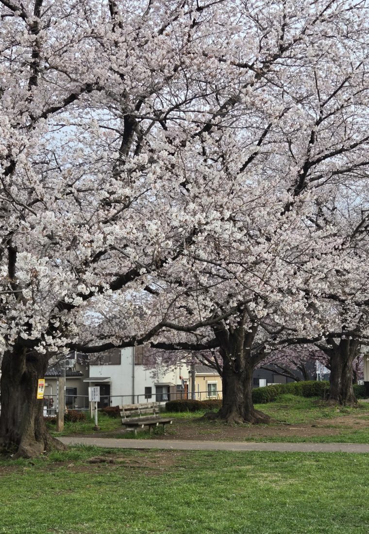 春分から新学期へ|忙しい毎日だからこそ大切にしたい「振り返り」と星の流れ