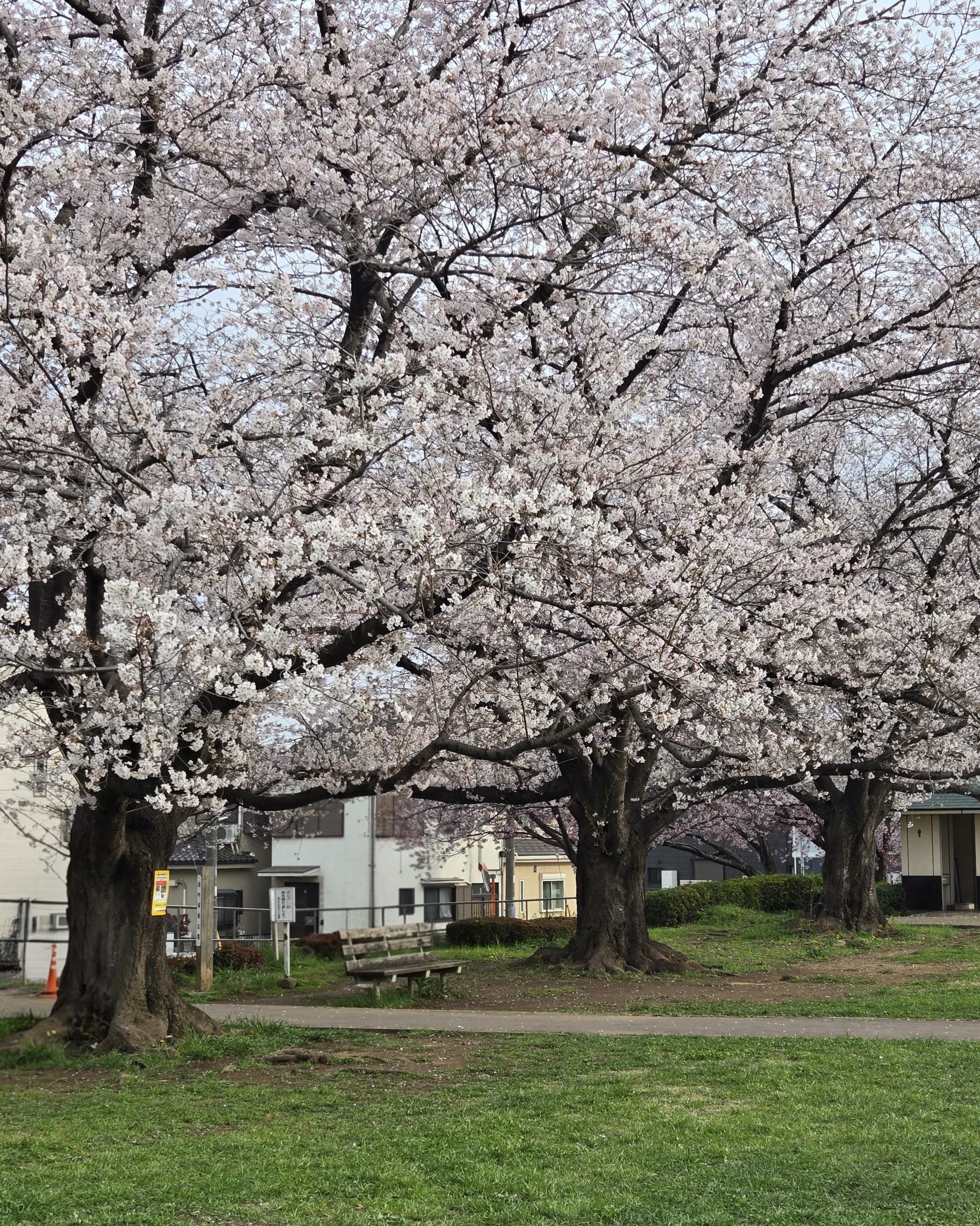 春分から新学期へ｜忙しい毎日だからこそ大切にしたい「振り返り」と星の流れ